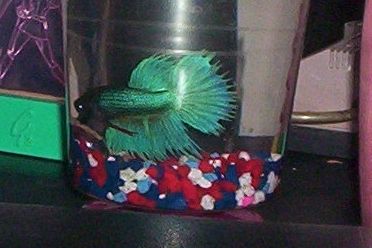 100_0335.JPG