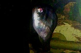 100_0594.JPG