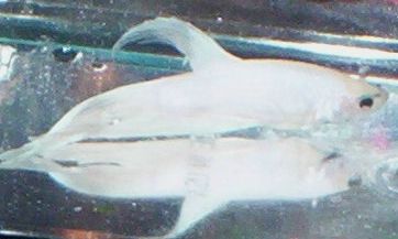 100_1496.JPG