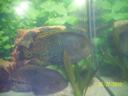 100_1536.JPG