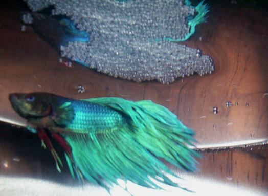 100_2183.JPG