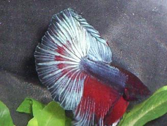 100_2286.JPG