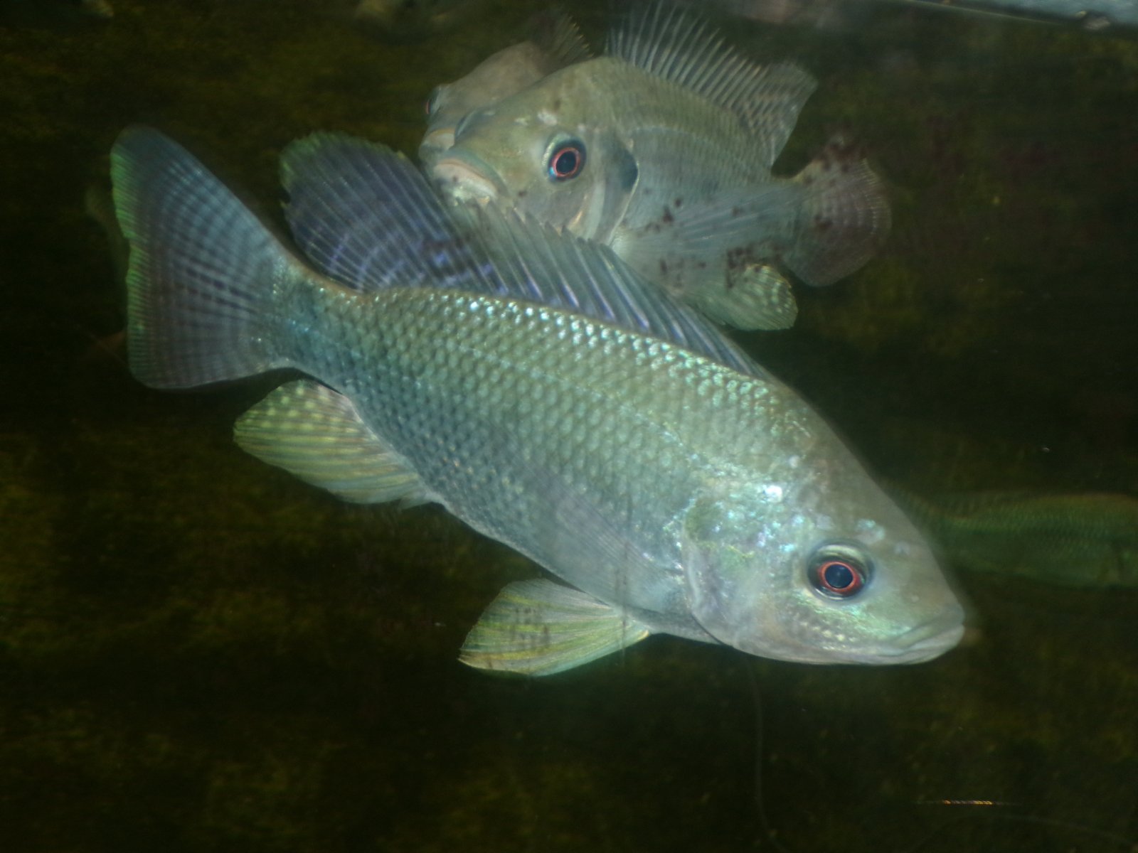 100_4922.JPG