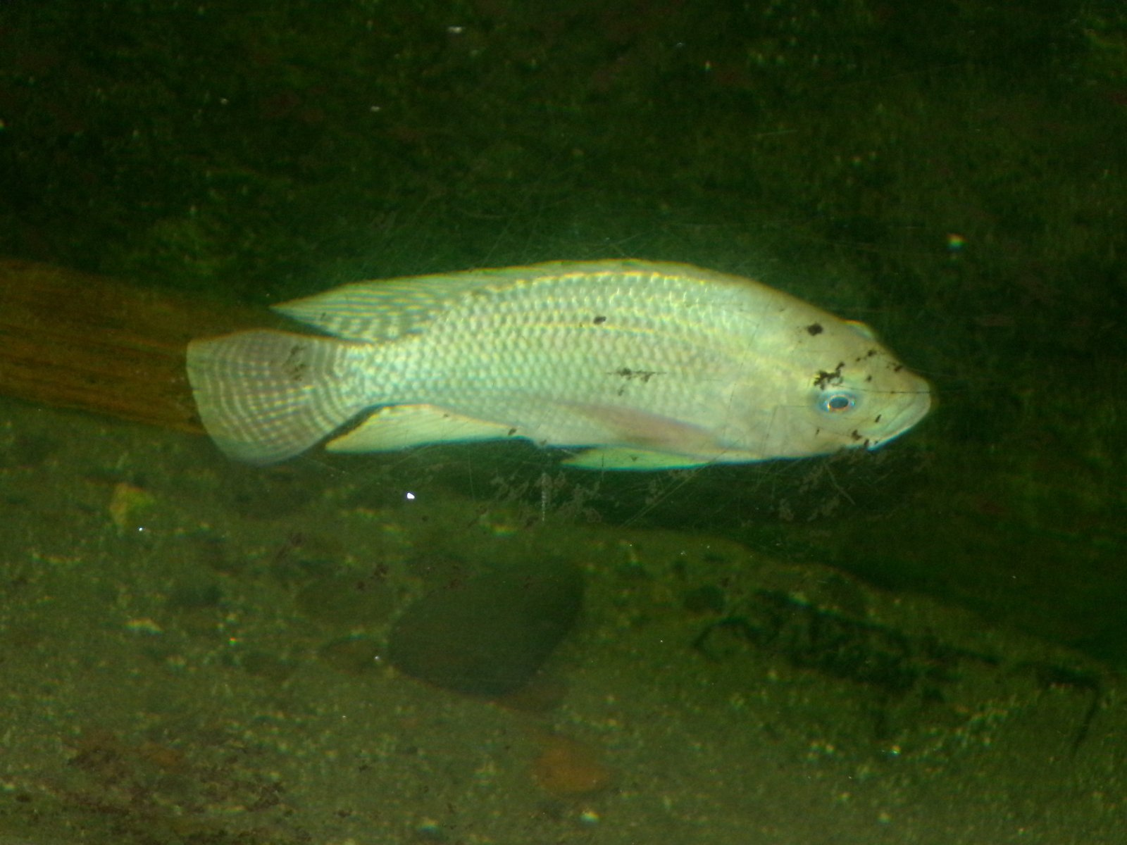 100_4927.JPG