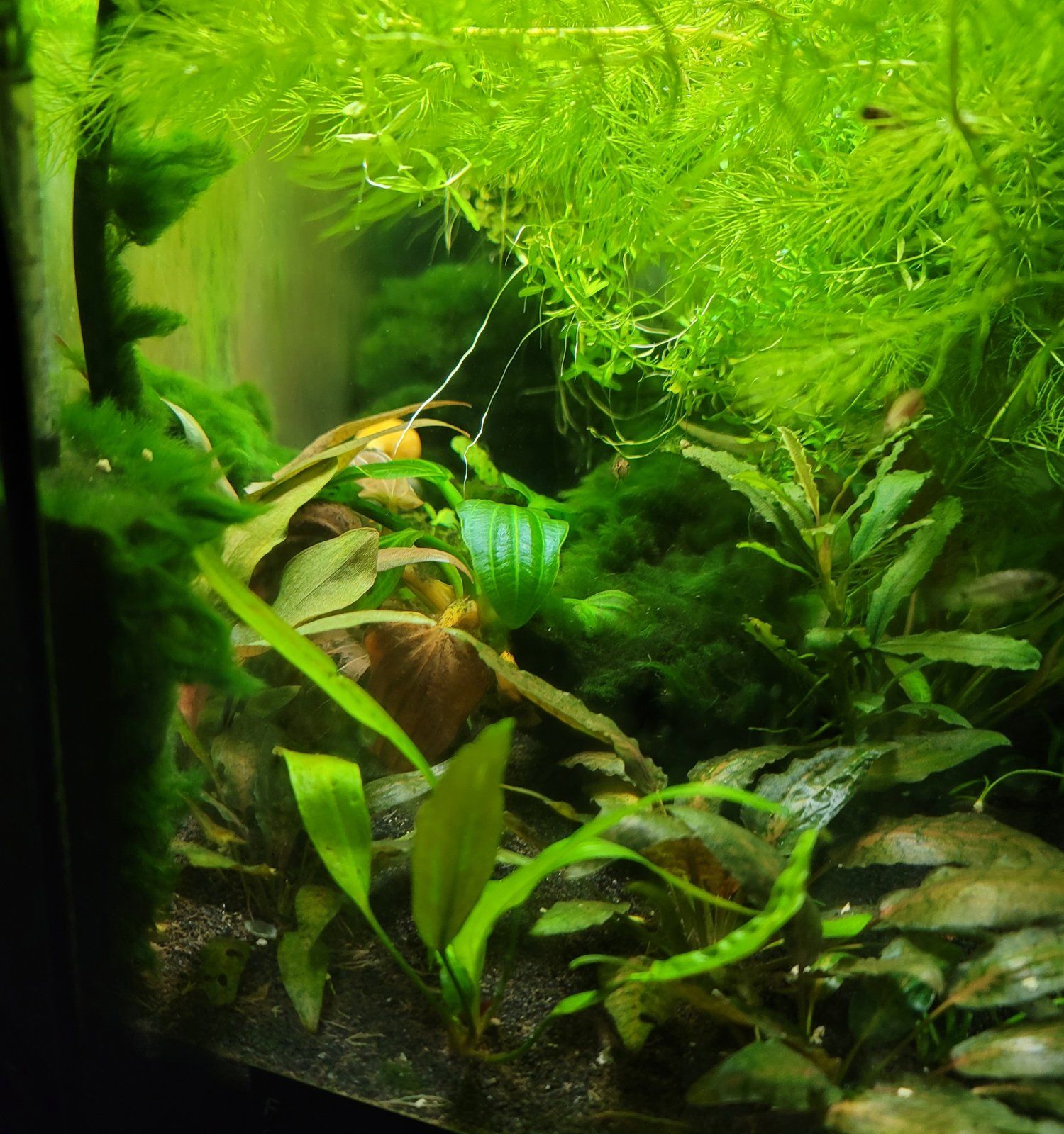 10_moss.jpg
