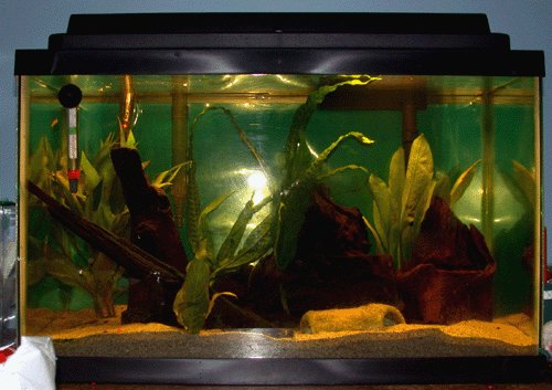 10g2.gif