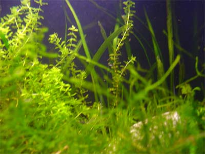 10gplant_growth.jpg