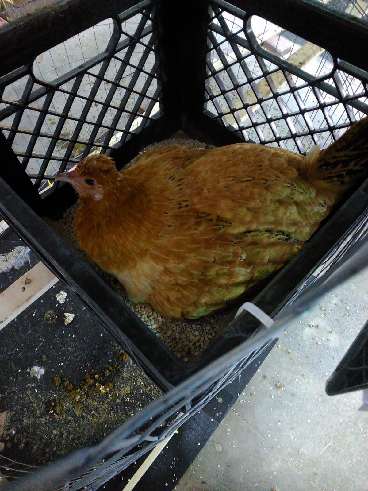 11 Butterscotch Broody (Incubating Eggs).jpeg