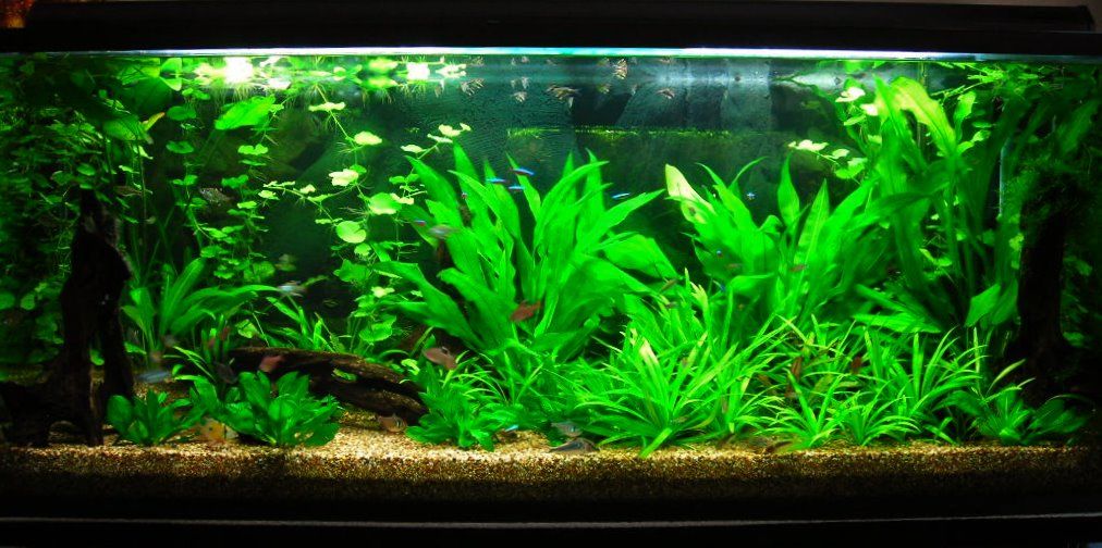 115g Sep 24-09.JPG