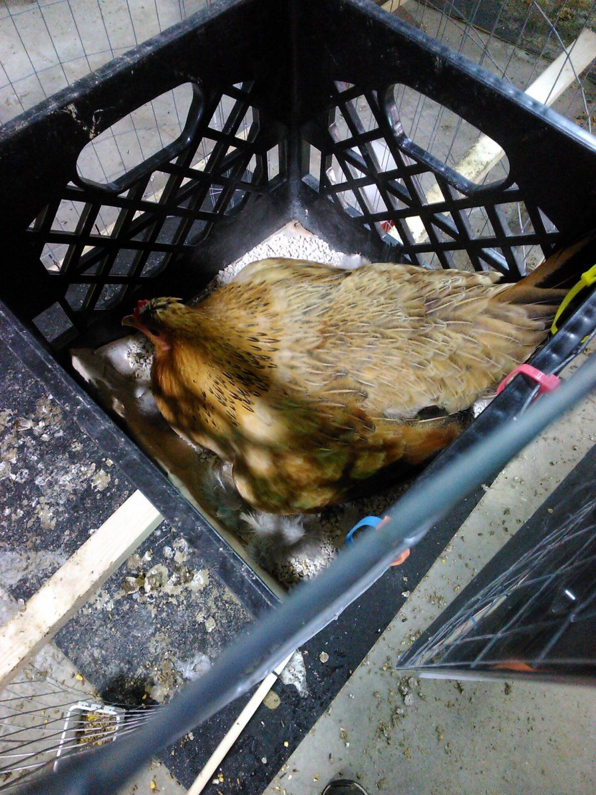 12 Bridget Broody (Incubating Eggs).jpeg