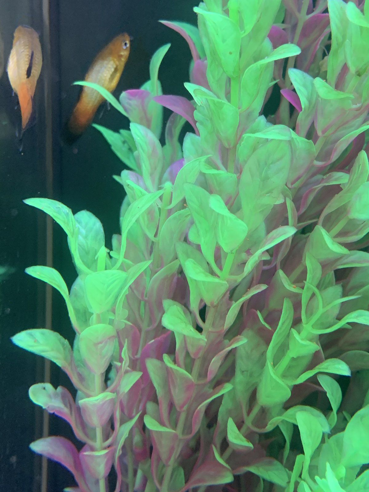 1222ABA6-B4E3-41A1-8F18-45835A7C125E.jpeg
