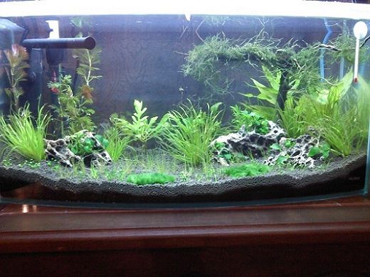 13.3 Shrimp Tank.jpg