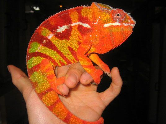 150w_sam1501_chameleon.jpg
