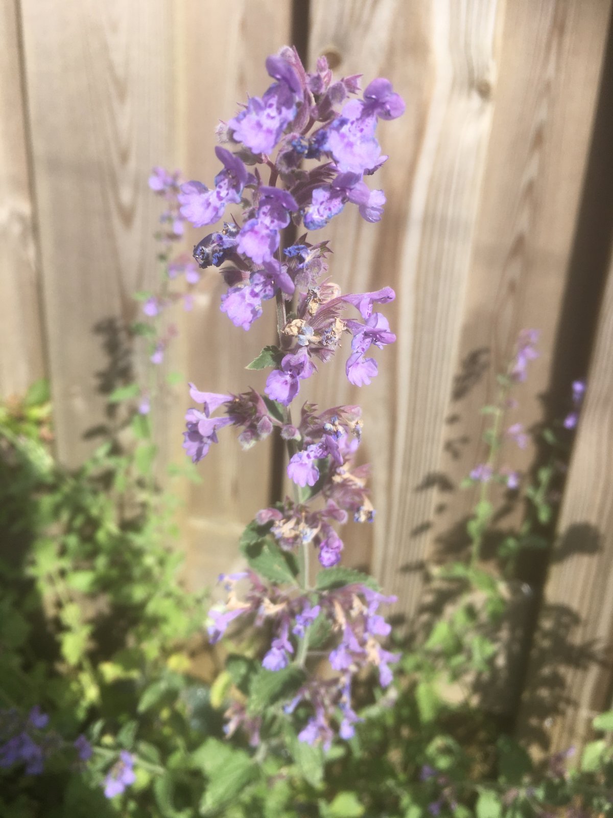 16175D63-F6DA-4D77-8B22-E89829C17F39.jpeg