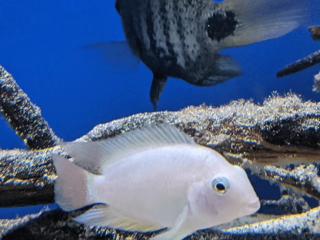 1620140393724.png