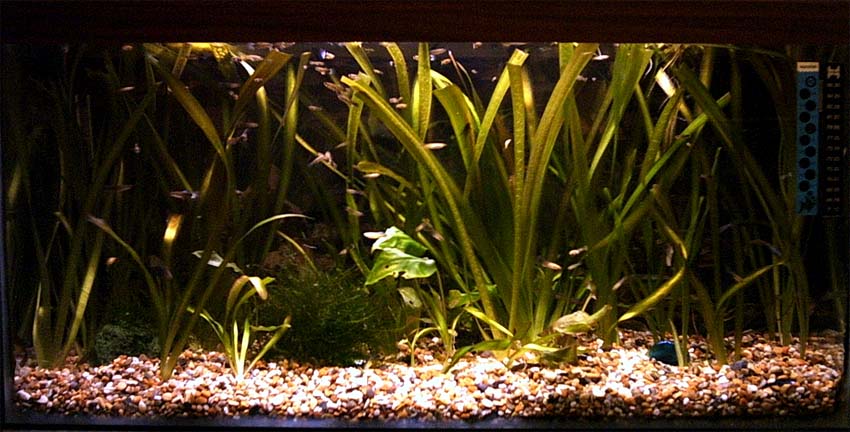 16gal_full.jpg
