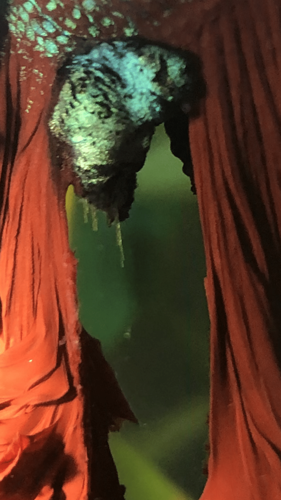 1EB0225E-CC99-43D5-9728-FEFCBEF1A28D.png