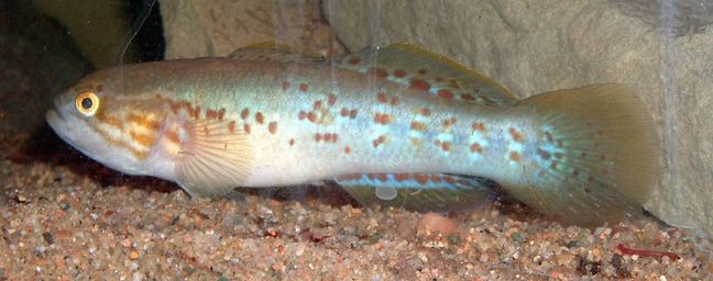 1gudgeon.jpg