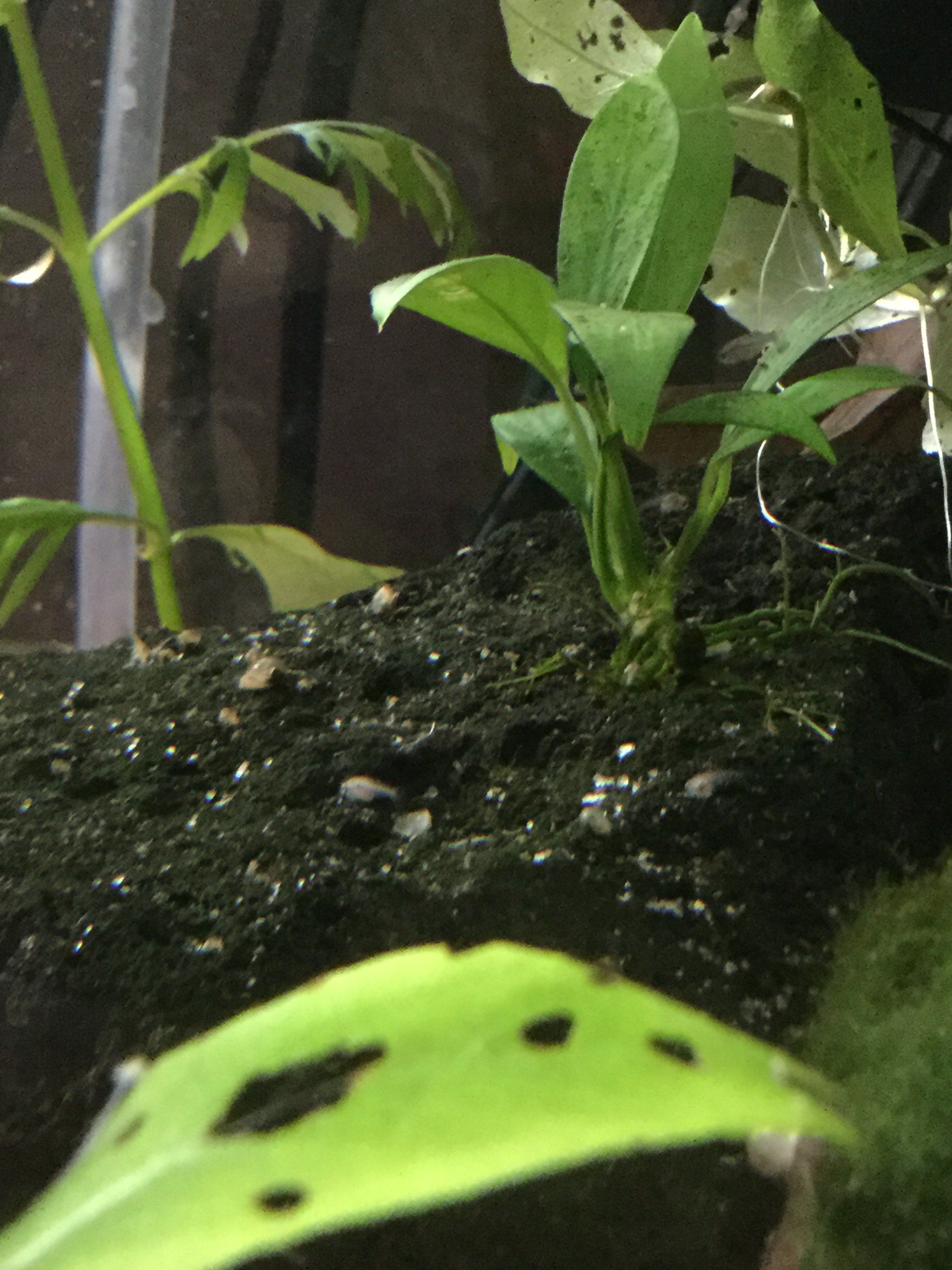2 week old betta fryA.JPG