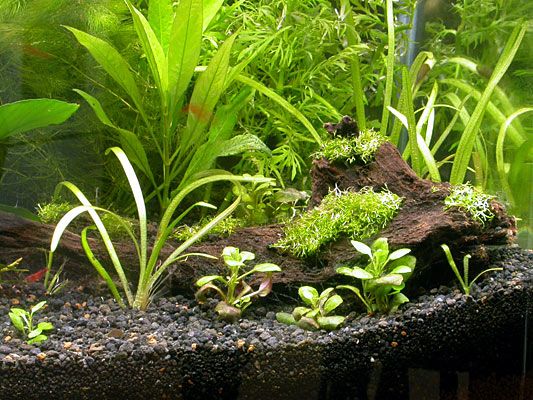 2004_06_27_New_Tank_E.jpg