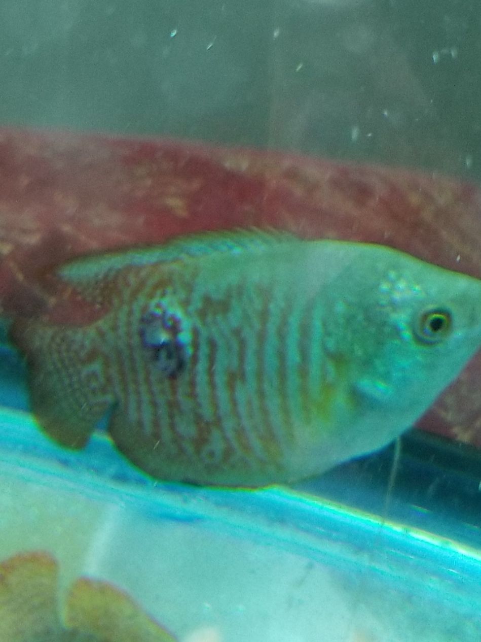 20180628_074719.jpg