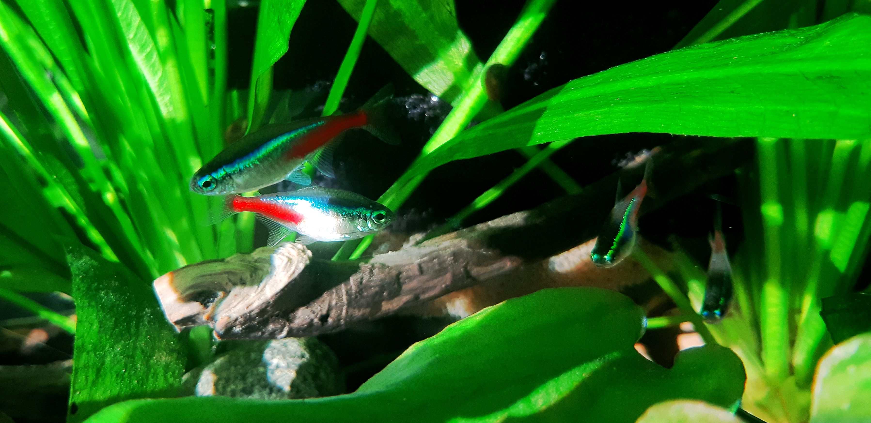 20200614_201233.jpg
