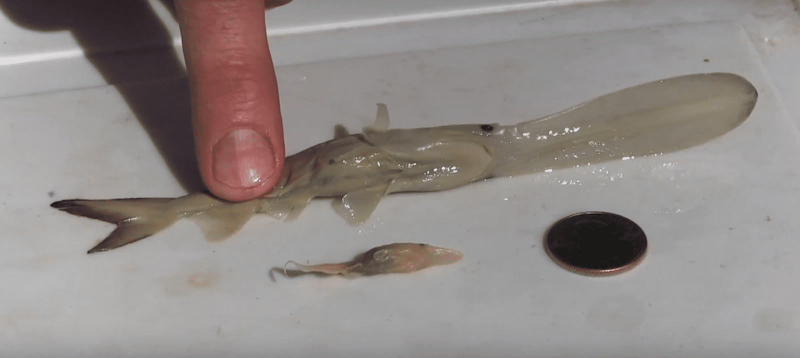 2021-05-11 07_23_42-Paddlefish_ Anatomy of a Living Fossil - YouTube — Mozilla Firefox.png