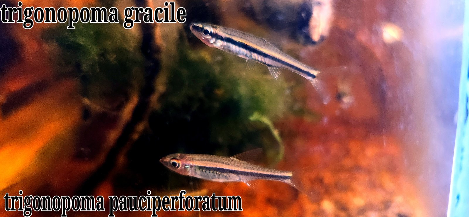 20250403_154337trigonopoma.jpg