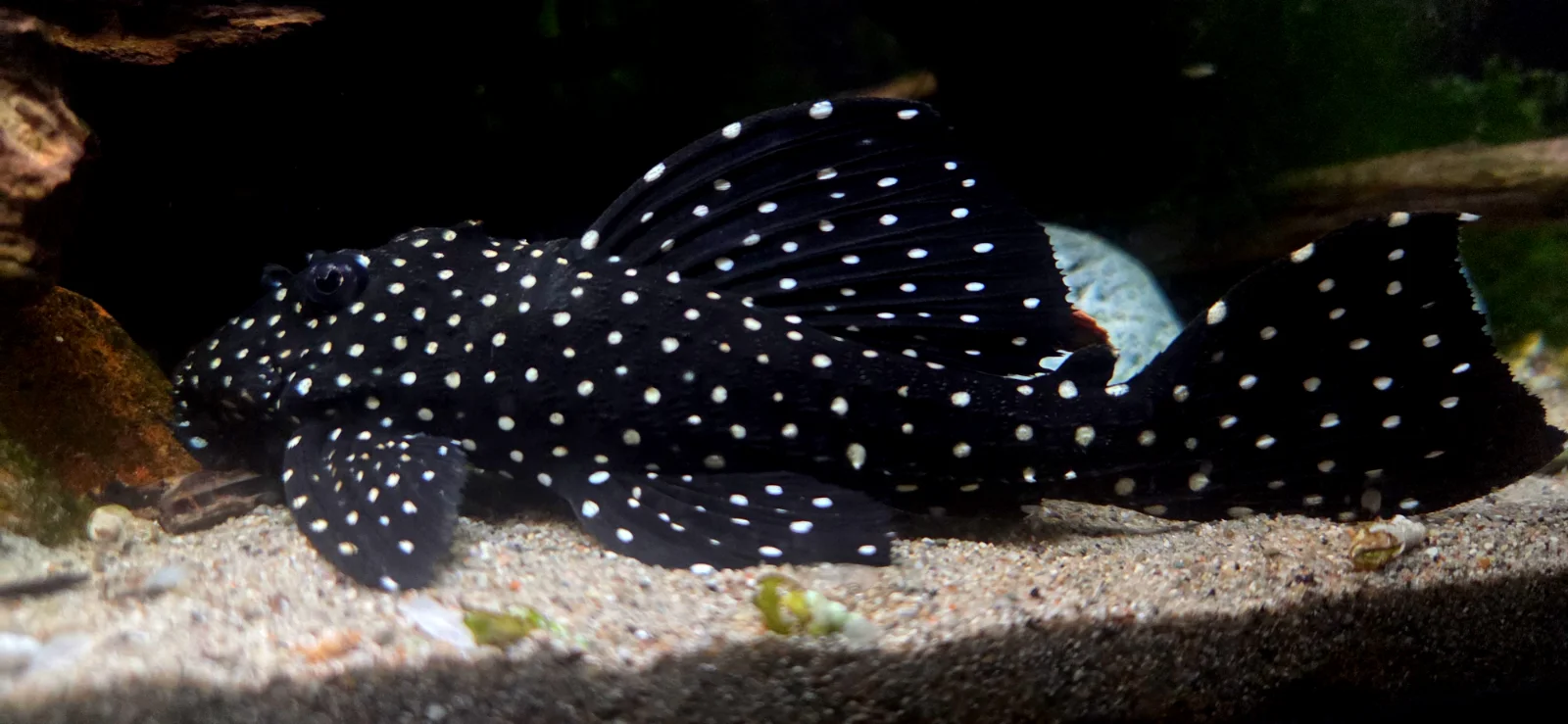 20261011_084740.webp