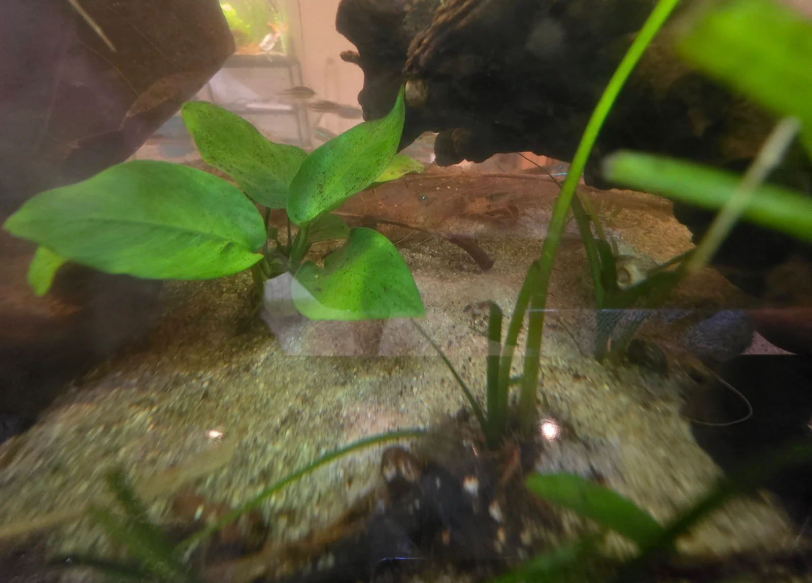 20f.webp