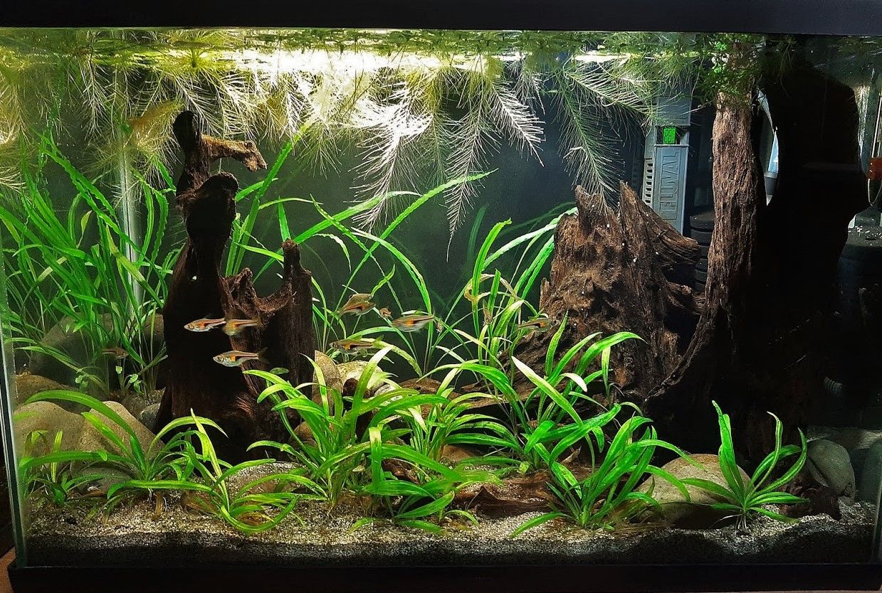 20g June 29 2020.jpg