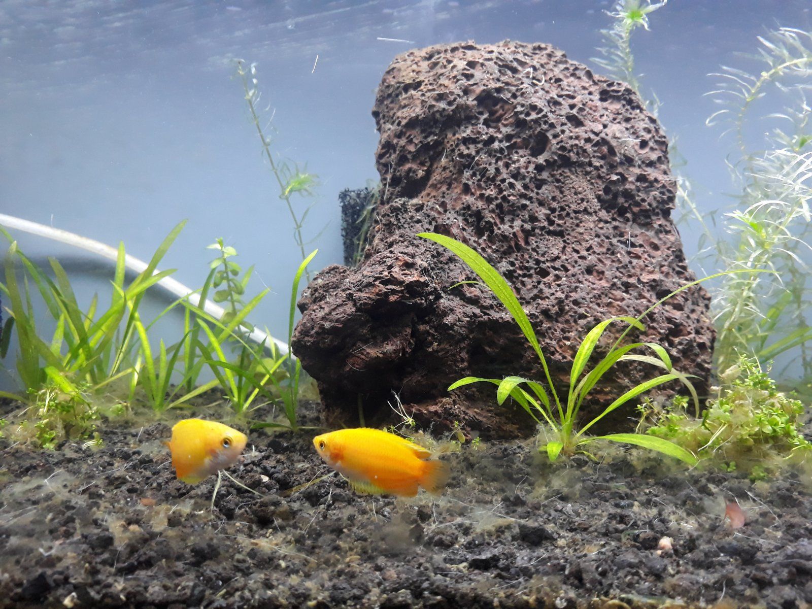 20Gal (4).jpg