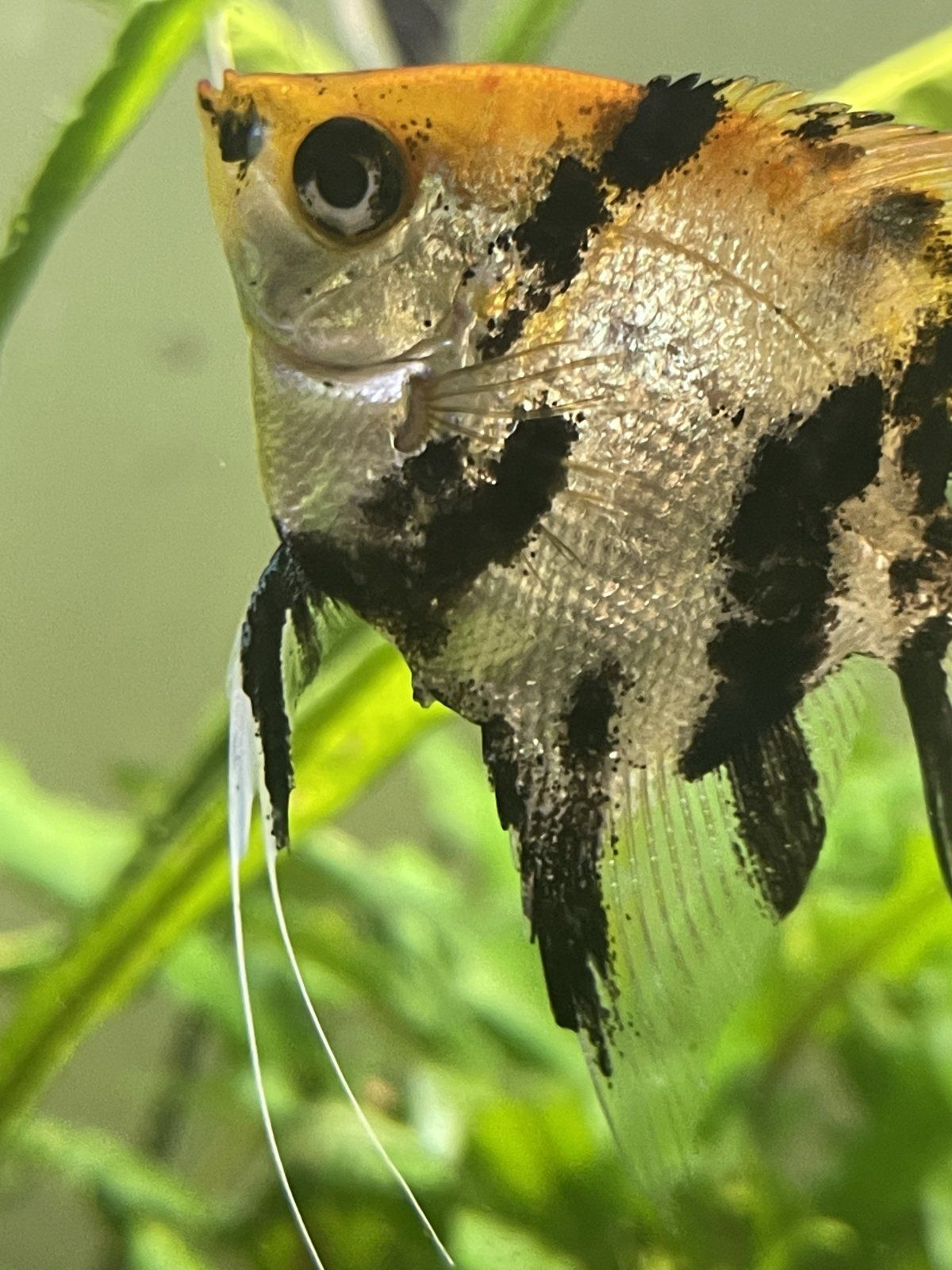 23B902BB-87C2-45DD-87E9-C79BE6F0642C.jpeg