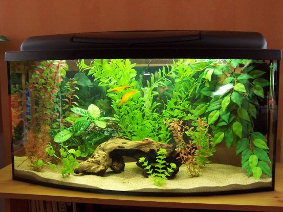 26gallon.JPG