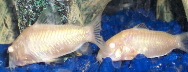 2cories.jpg