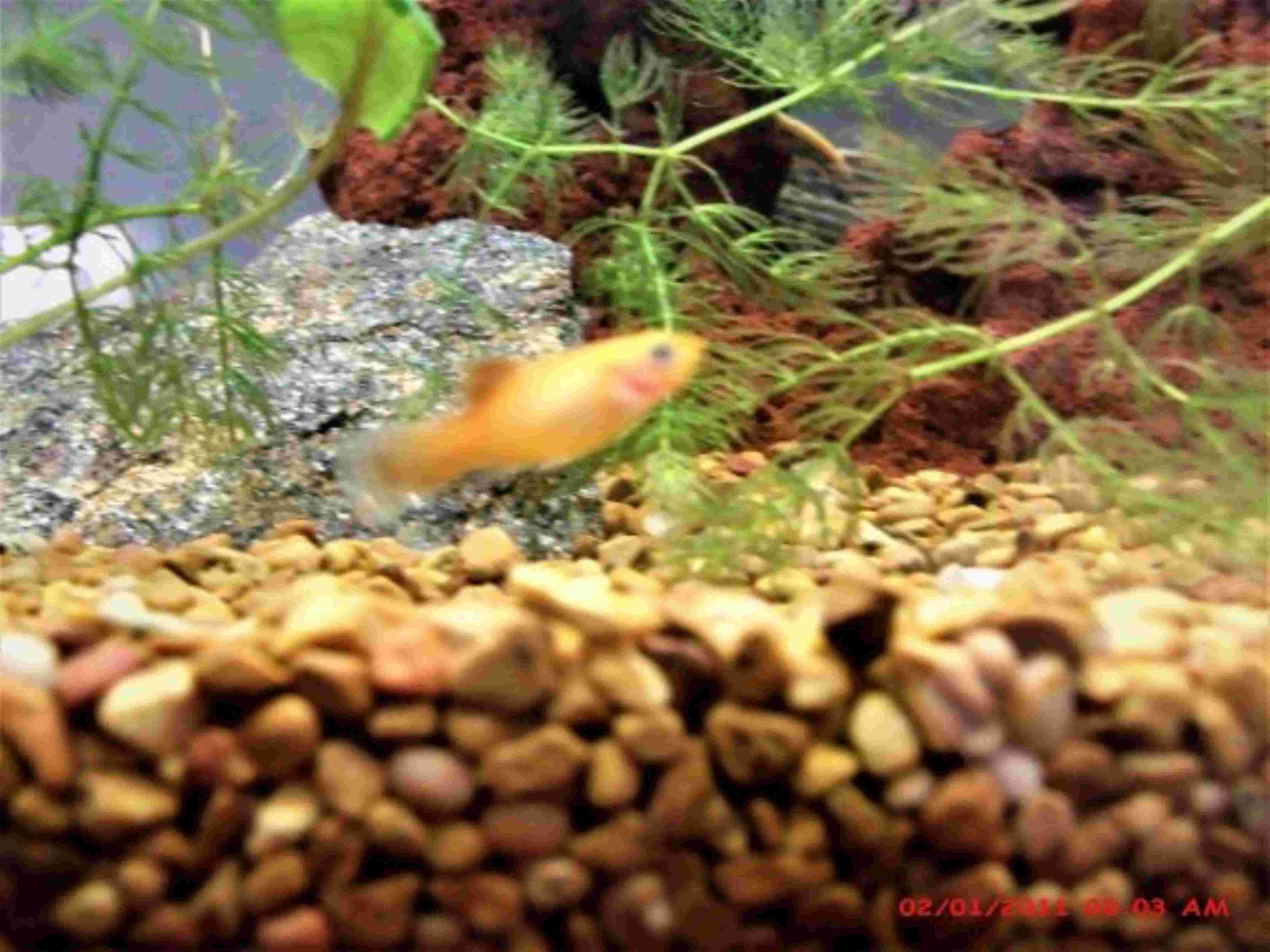 4 fish post .jpg