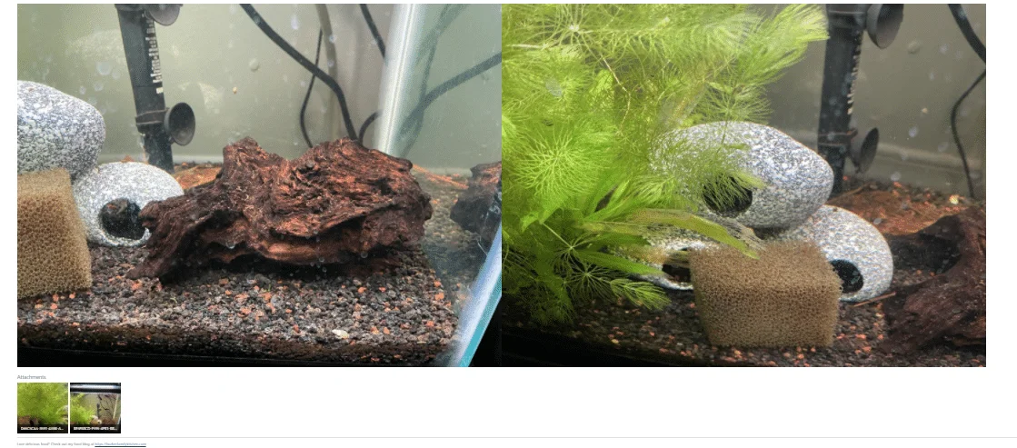 4 images.PNG