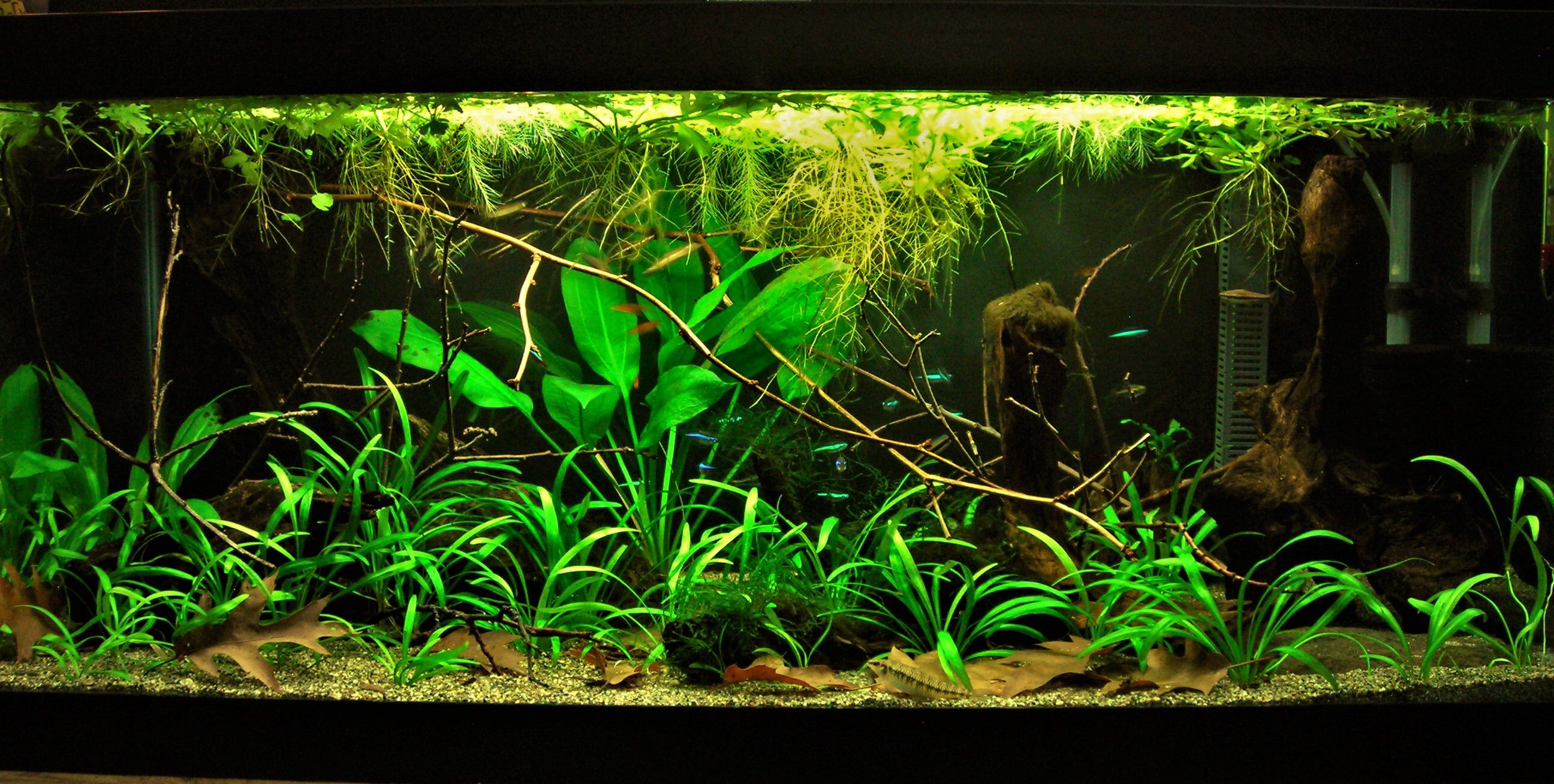 40g Aug 11-17.JPG