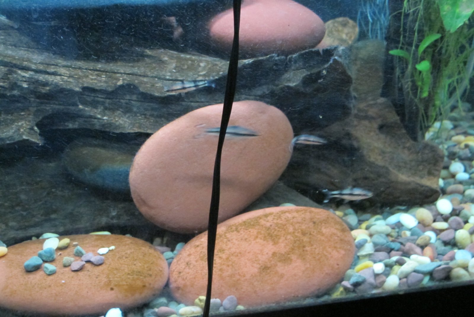 4Redlini fry 3_19_26.JPG