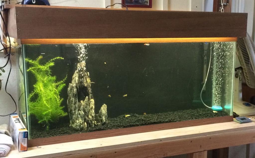 55 gallon tank set up.jpg