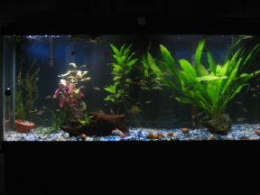 55_gallon_front__1_1_1_1_1_1_1.JPG