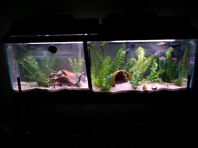 55gal23nov03.jpg