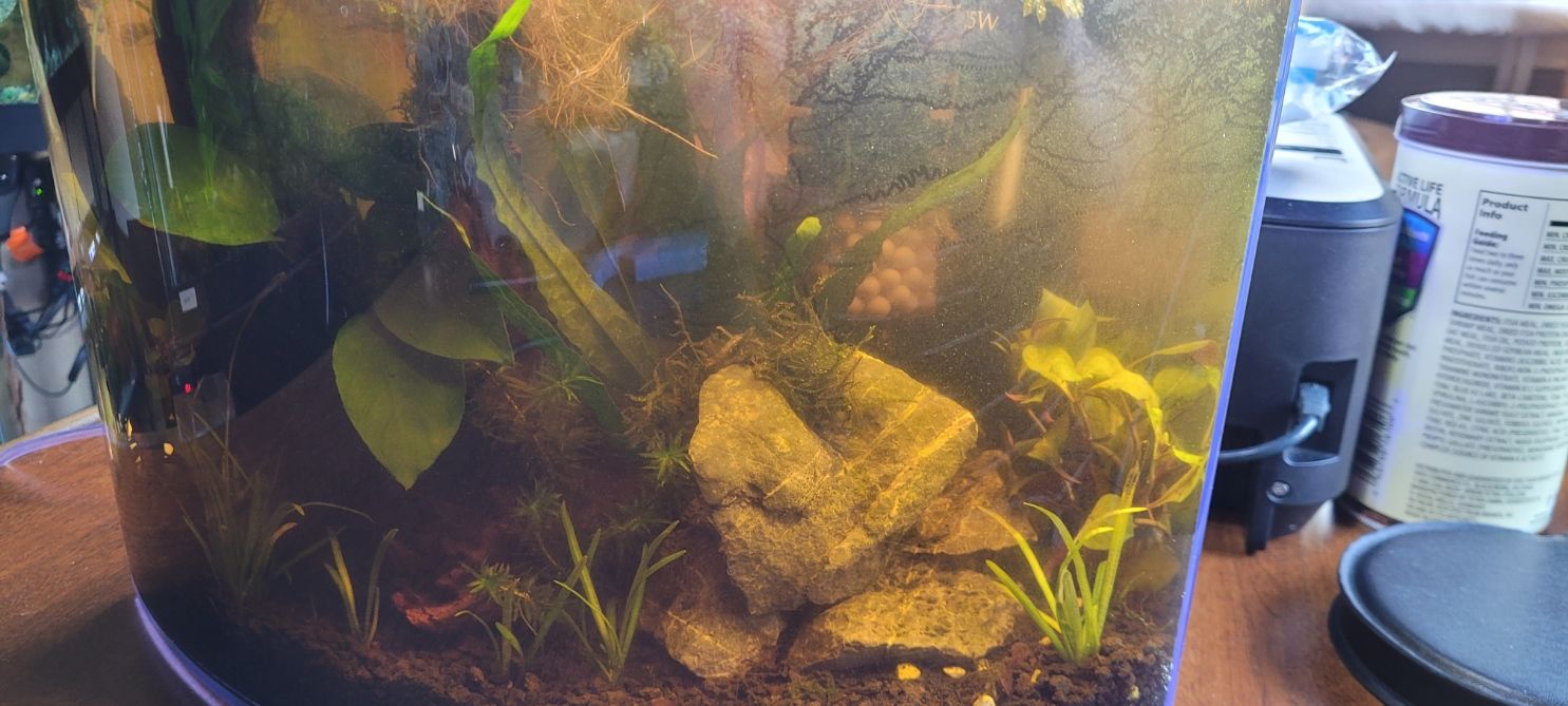 5GAL_TetraCres02.jpg