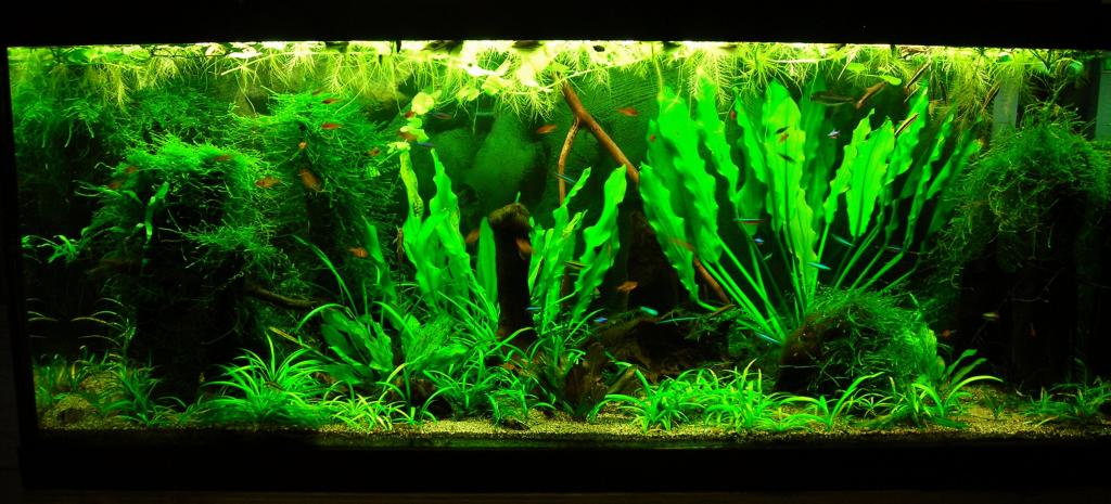 70g Apr 16-15.JPG
