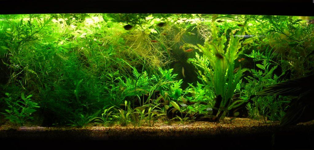 70g Jan 13-10.JPG