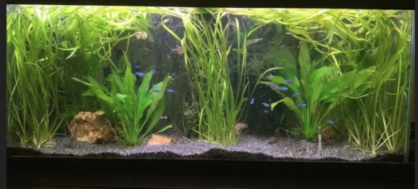 75g.png
