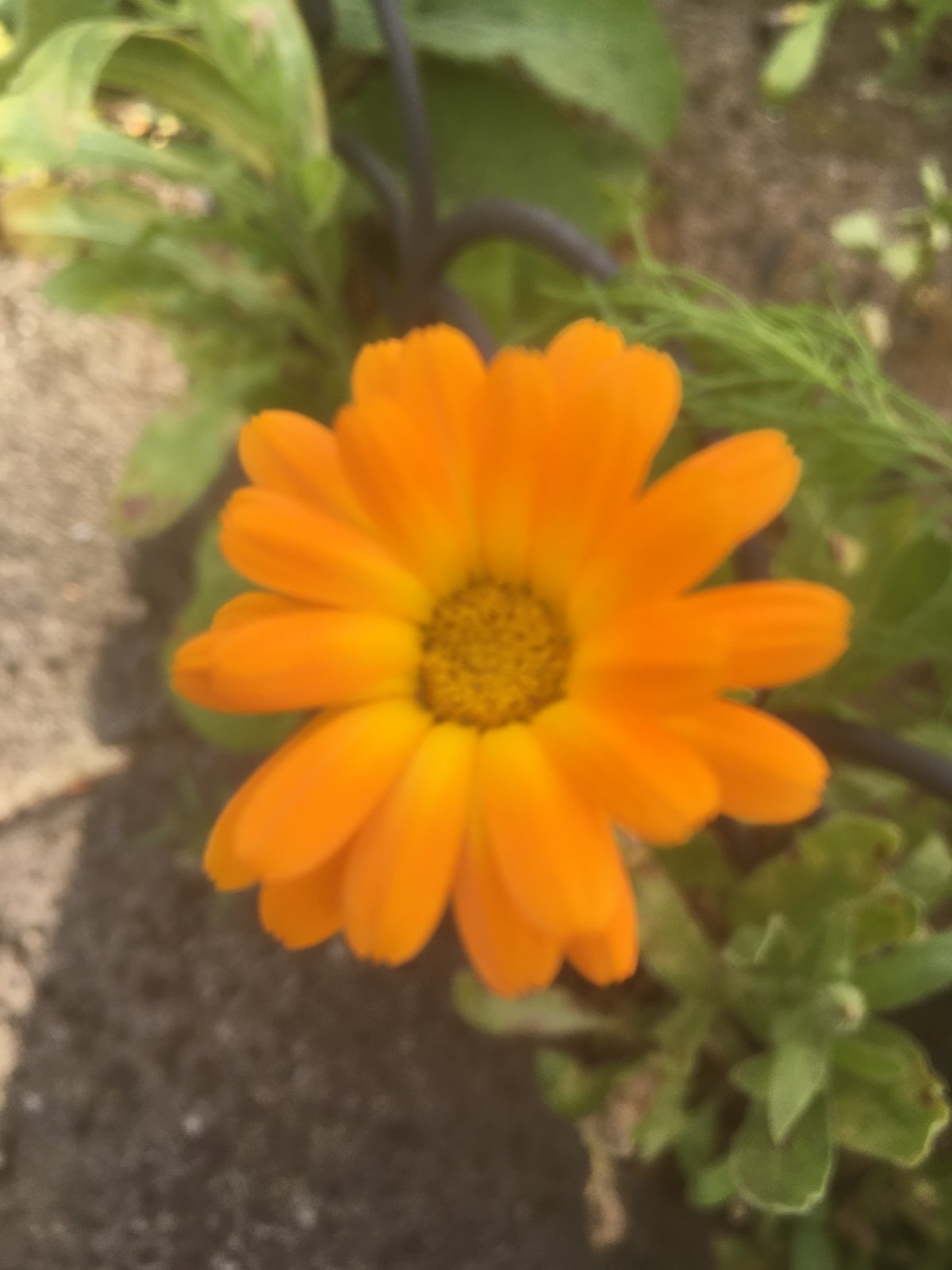 9067F12F-C28A-423E-ABCD-CBC72EE220A9.jpeg