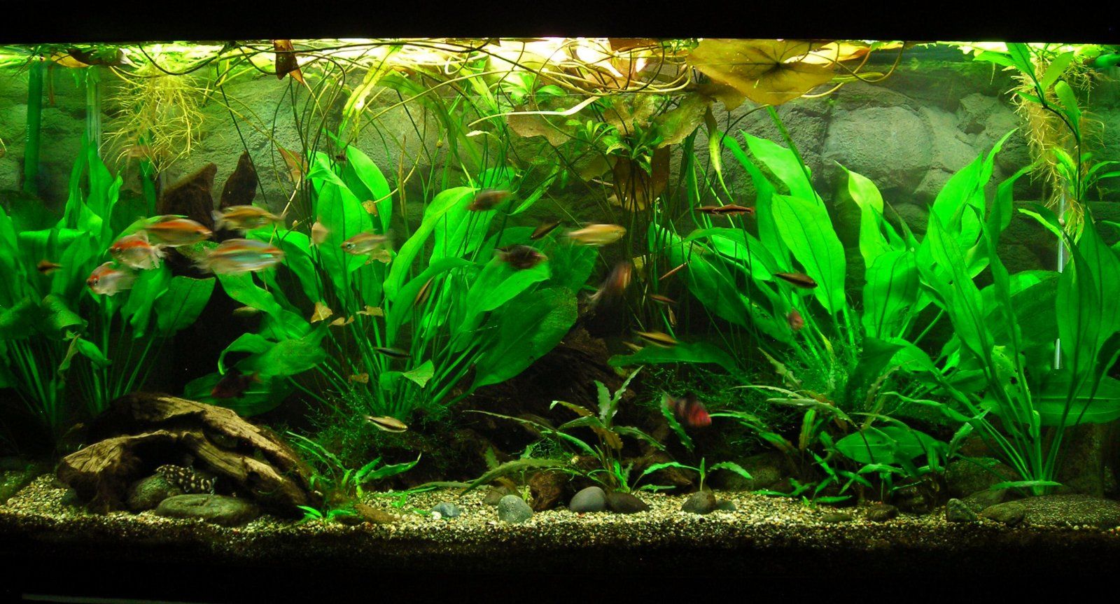 90g Apr 18-13.JPG