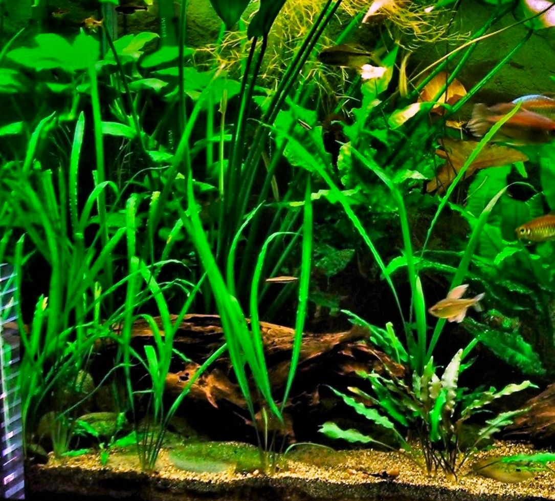 90g July 28-17 - Copy.JPG