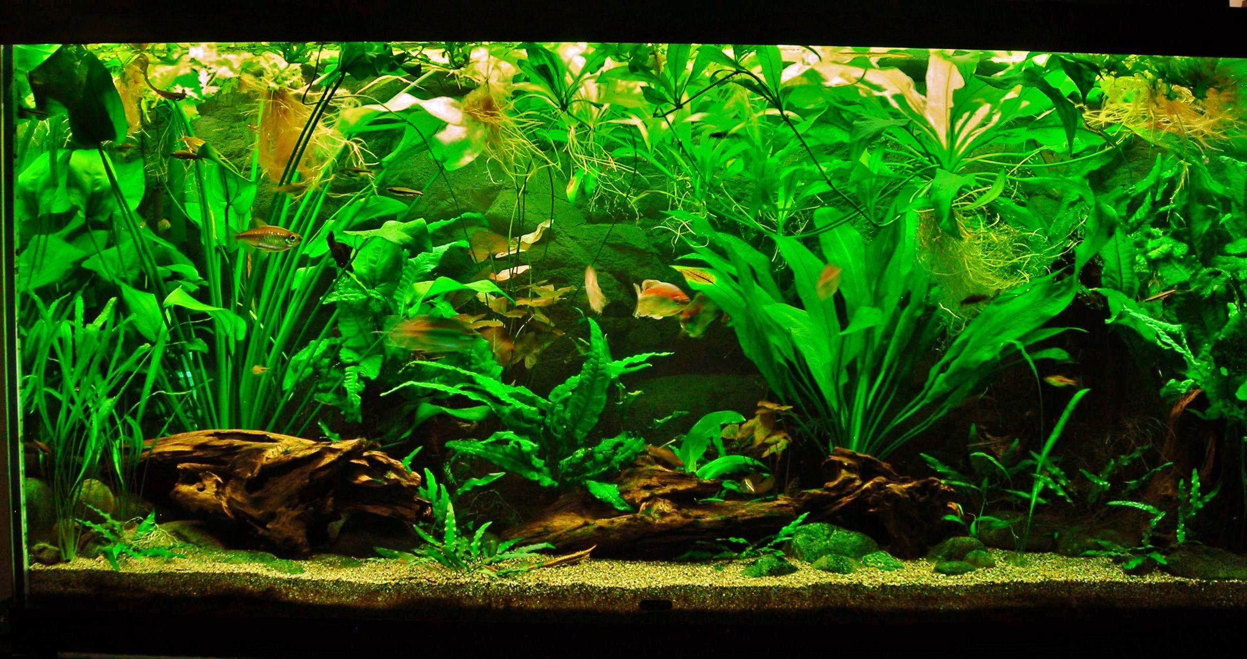 90g Sep 5-16.JPG